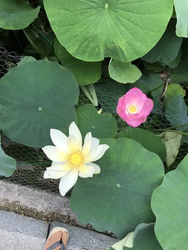 境内の蓮