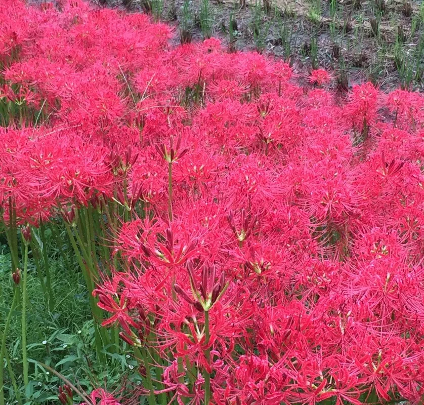 境内の彼岸花