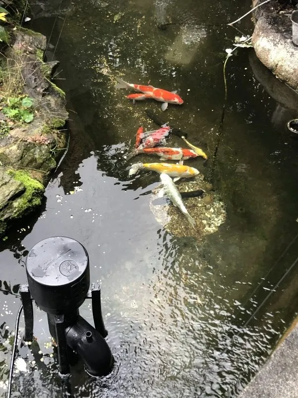 鯉の泳ぐ池