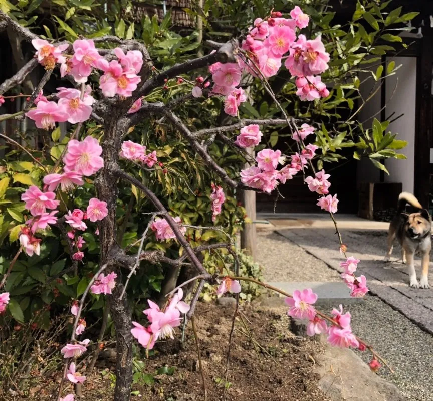 境内に咲く梅